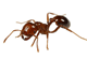 Common Ants