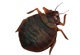 Bed Bugs