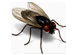 Flies