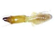 Termite
